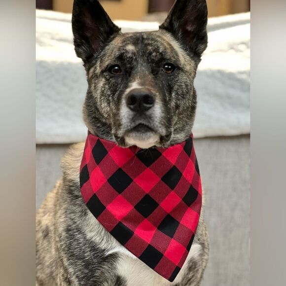 Black and red buffalo check bandana size large - Picture 3 of 3